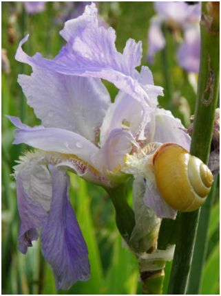 escargot fleur